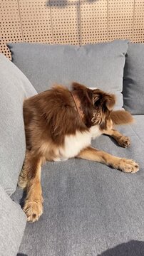 Brown and white dog is laying on a gray couch