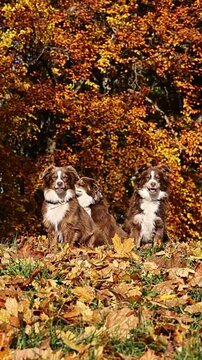Three dogs are sitting on a pile of leaves