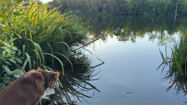Dog is looking at the water