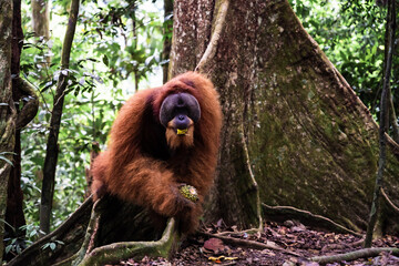 A Sumatran orangutan known locally by tour guides as “Bombai” at Bukit Lawang, North Sumatra, Indonesia. The orangutan is holding a pineapple in its right hand and a banana in its left hand while eati © Alvon