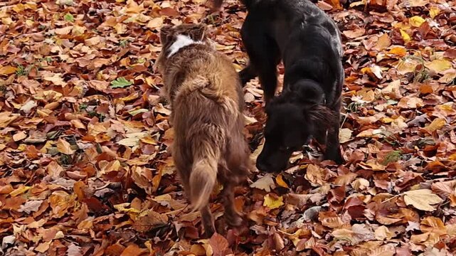 Two dogs are playing in the leaves