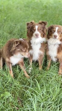 Three brown and white dogs are sitting in a grassy field