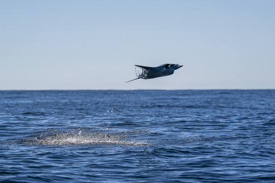 View of a mobula ray breaching the surface of the water in Magdalena Bay, Mexico.