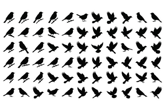 Bird silhouettes collection set vector illustration isolated on white background