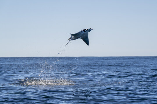 View of a mobula ray breaching the surface of the deep blue ocean, creating a splash in Magdalena Bay, Mexico.