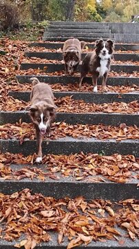 Three dogs are standing on a staircase in autumn leaves