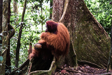 A Sumatran orangutan known locally by tour guides as “Bombai” at Bukit Lawang, North Sumatra, Indonesia. The orangutan is holding a pineapple in its right hand and a banana in its left hand while eati © Alvon