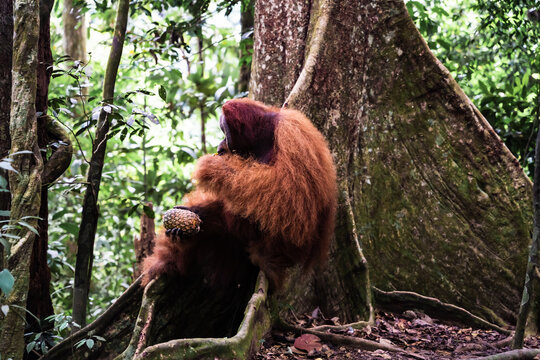 A Sumatran orangutan known locally by tour guides as &ldquo;Bombai&rdquo; at Bukit Lawang, North Sumatra, Indonesia. The orangutan is holding a pineapple in its right hand and a banana in its left hand while eati