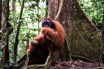 A Sumatran orangutan known locally by tour guides as “Bombai” at Bukit Lawang, North Sumatra, Indonesia. The orangutan is holding a pineapple in its right hand and a banana in its left hand while eati © Alvon