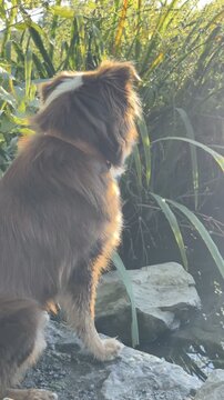 Brown dog is sitting on a rock near a body of water