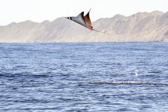 View of a mobula ray leaping out of the water at Magdalena Bay, Mexico.