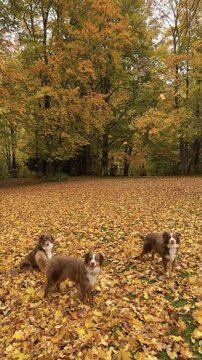 Three dogs are playing in a field of yellow leaves