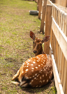 Spotted deer resting beside a wooden farm fence