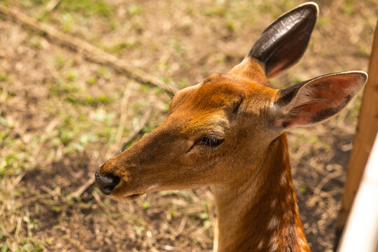 Young deer portrait with large ears in natural habitat