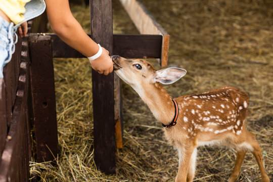 Child feed a spotted fawn at a farm enclosure
