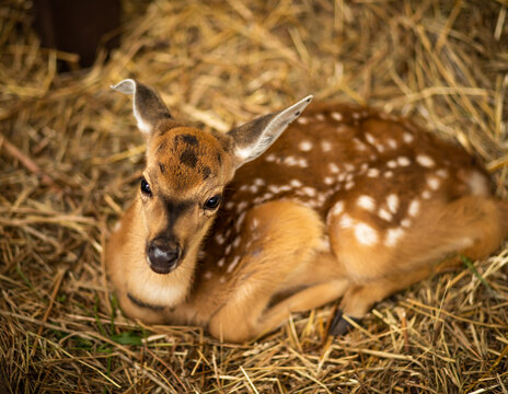 Spotted fawn resting on straw at a peaceful farm