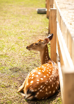Spotted deer rest beside wooden fence on sunny farm