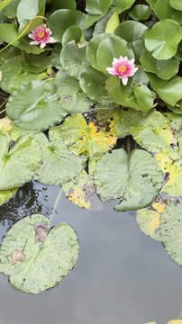 Pond with a pink flower and green leaves