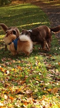 Three dogs are playing in a park with leaves on the ground