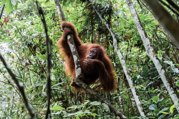 A Sumatran orangutan hanging from a tree branch in the tropical rainforest of Bukit Lawang, North Sumatra, Indonesia. The photograph captures the natural movement and arboreal behavior of a critically © Alvon