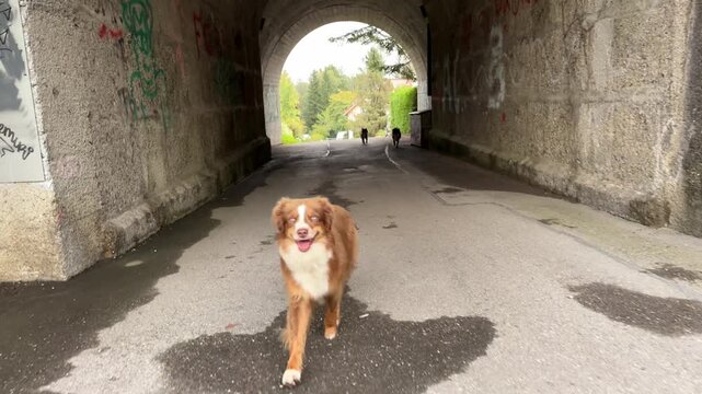 Dog is walking down a tunnel with graffiti on the walls