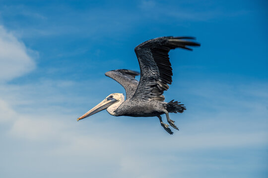 View of a brown pelican in flight over Magdalena Bay with wings spread against a clear blue sky in Mexico.
