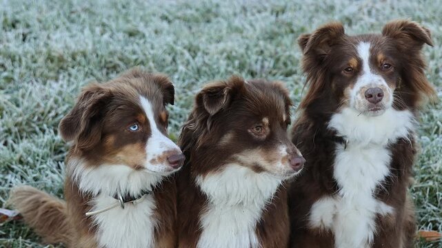 Three dogs are sitting in the snow, one of which has a black collar