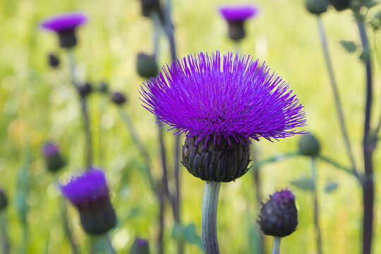 Cirsium heterophyllum, known in English as the melancholy thistle, is a spineless, herbaceous perennial in the Asteraceae family.