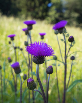 Cirsium heterophyllum, the melancholy thistle, grows in upland meadows, grasslands, road verges and open woodland.