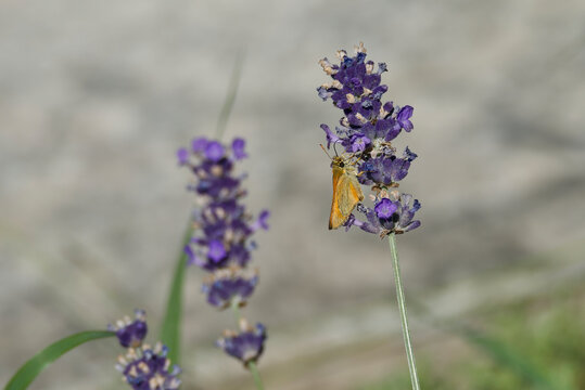 Large Skipper butterfly (Ochlodes sylvanus) perched on lavender plant in Zurich, Switzerland