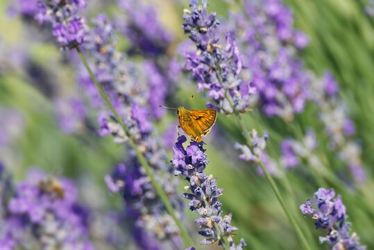 Large Skipper butterfly (Ochlodes sylvanus) perched on lavender plant in Zurich, Switzerland