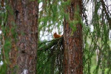 Obraz premium Red Squirrel sitting on branch between two pine trees in forest