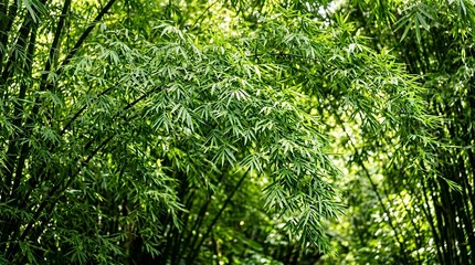 Fototapeta premium Full frame vibrant natural texture featuring a dense canopy of fresh green bamboo leaves hanging gracefully in a lush tropical grove green leaf background bamboo grove forest foliage nature plant