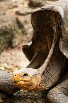 Saddle-backed tortoise resting in the Galapagos Islands