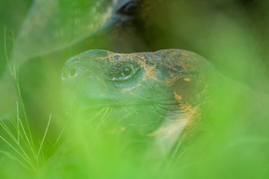Domed tortoise portrait in natural Galapagos island habitat
