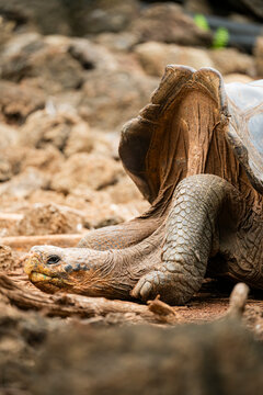 Saddle-backed tortoise resting in the Galapagos Islands