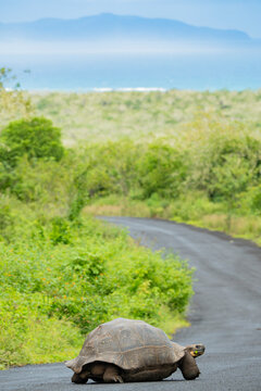 Domed tortoise on road in Galapagos Islands landscape