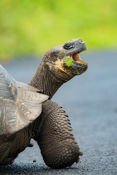 Domed tortoise eating leaf in Galapagos Islands nature