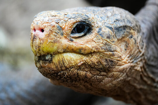 Saddle-backed tortoise close-up in the Galapagos Islands