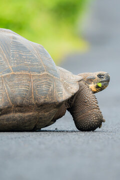 Domed tortoise walking on road in the Galapagos Islands