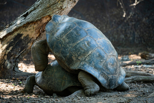 Domed tortoise mating in the Galapagos Islands habitat