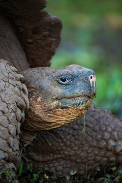 Domed tortoise portrait in the Galapagos Islands