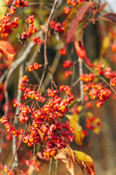Spindle tree fruit and foliage in autumn woodland