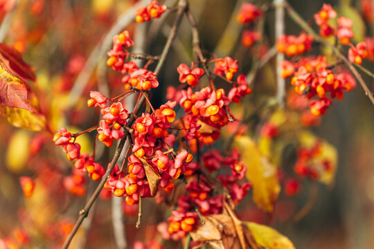 Euonymus europaeus spindle fruit on autumn branch