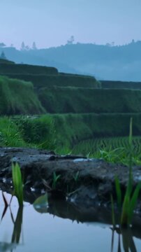 Vertical video: Pulling back camera showing shoots swaying in paddy terrace, revealing misty hills