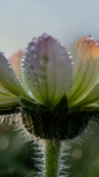 Vertical video: Warming sunrise light coaxing hairy green bud into opening at grass, dew droplets