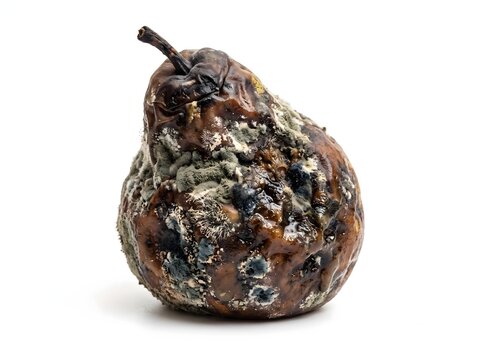 A single rotten pear with moldy skin isolated on a white background.