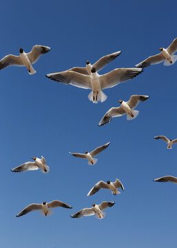Flock of seagulls soar across A clear blue sky