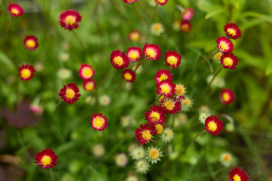 Red and yellow daisy flower bloom in green garden