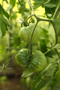 Green unripe tomato fruit on vine in greenhouse